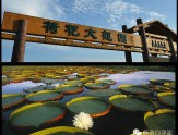 白洋淀荷花大观园
